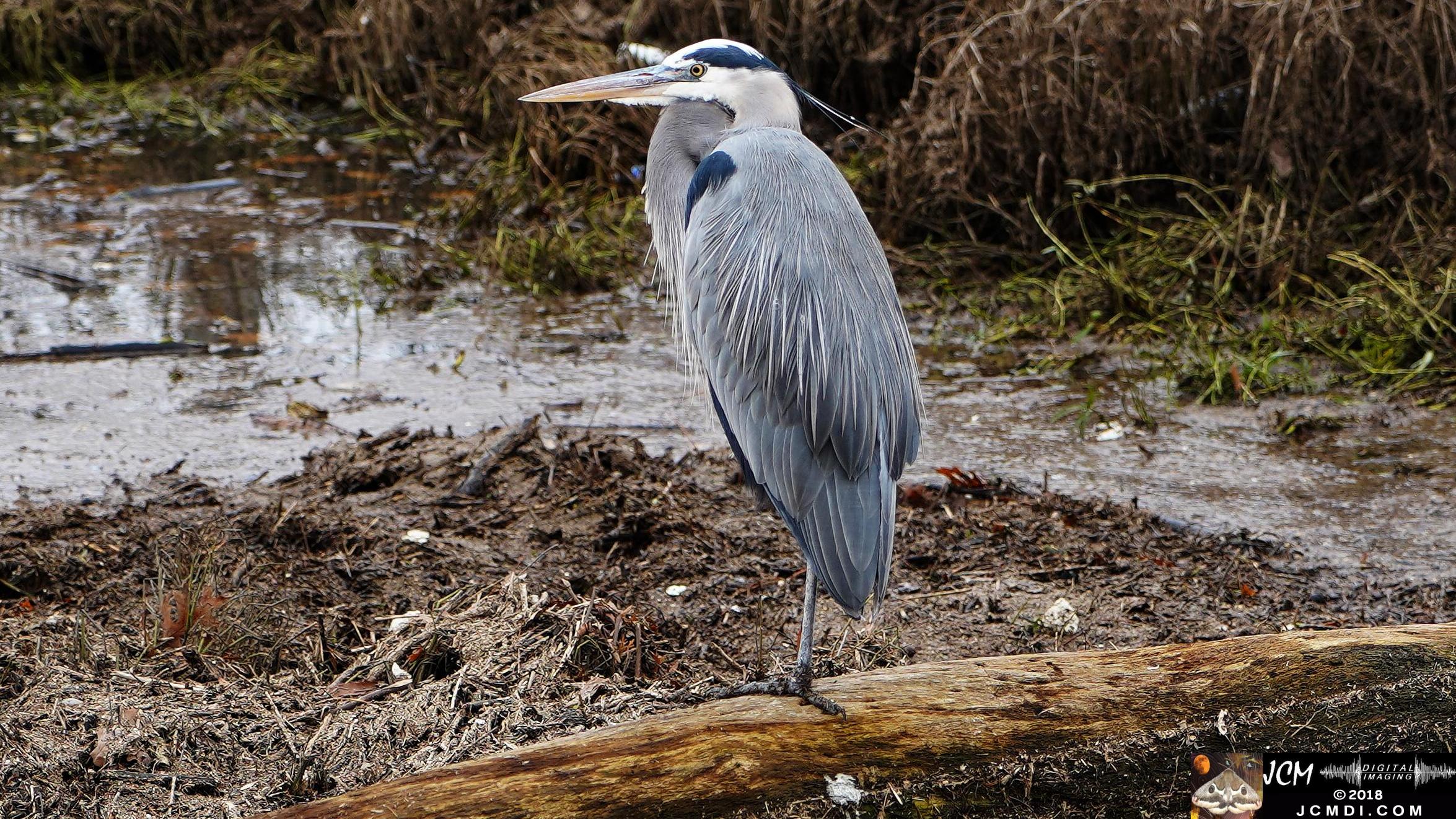 Beautiful Great Blue Heron at Old Hickory Lake, TN